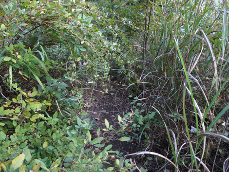20161104hike (215)